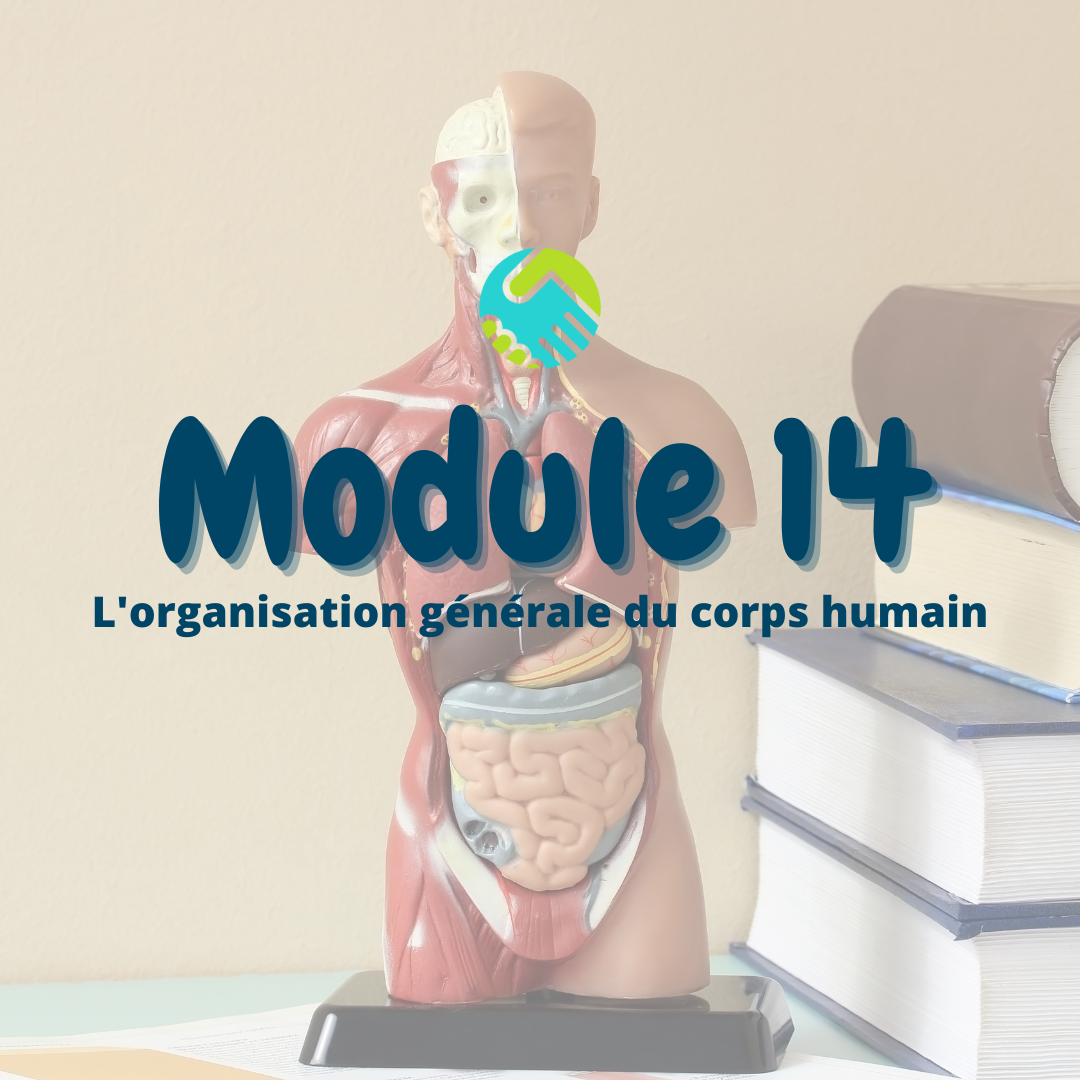 Module 14: L'organisation générale du corps humain