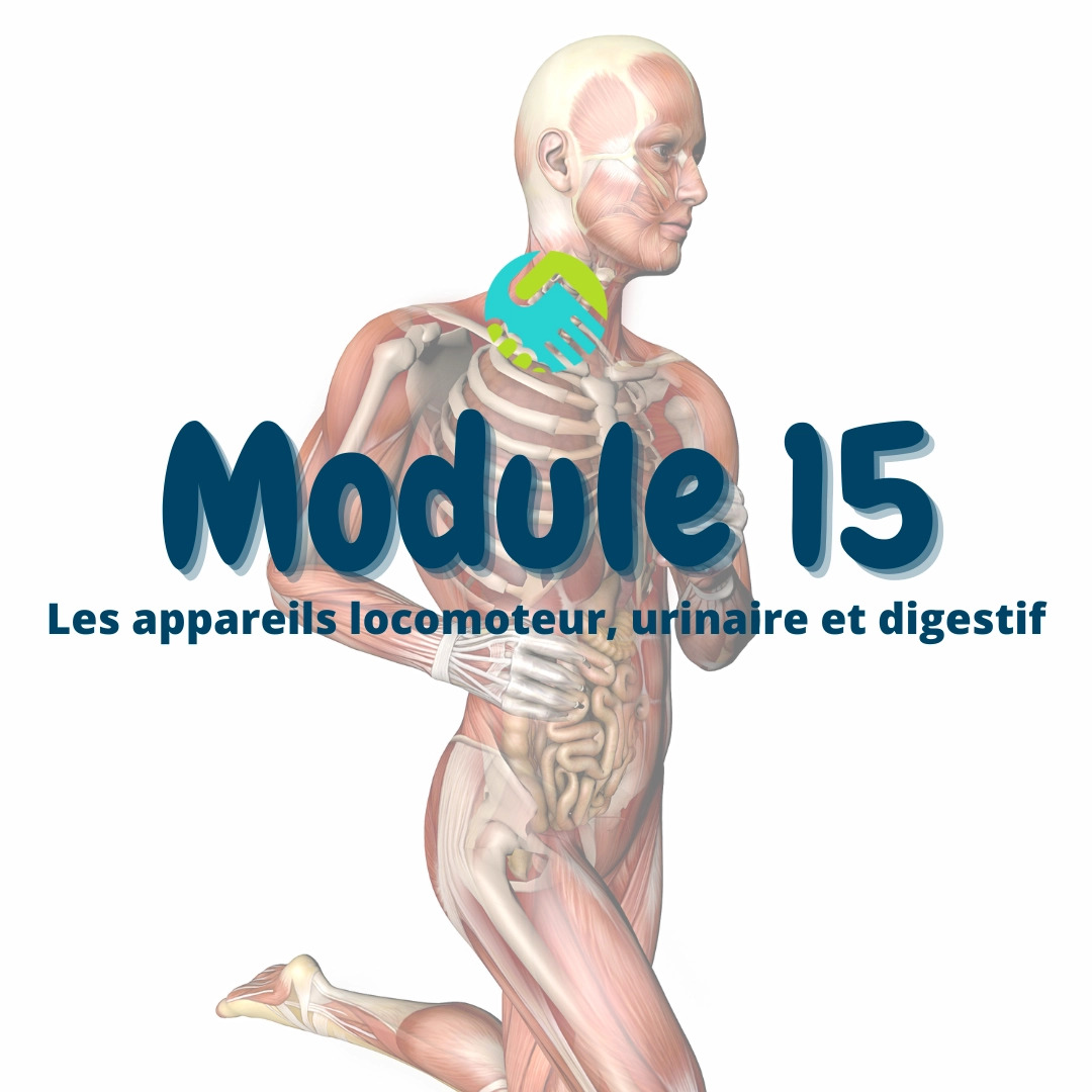 Module 15: Les appareils locomoteur, urinaire et digestif