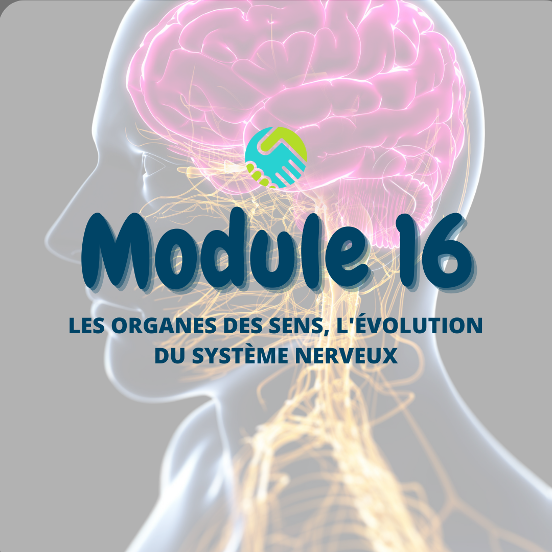 Module 16: Les organes des sens, l'évolution du système nerveux
